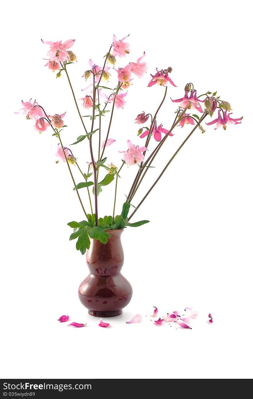 Beautiful bouquet of watershed on an isolated white background. Beautiful bouquet of watershed on an isolated white background