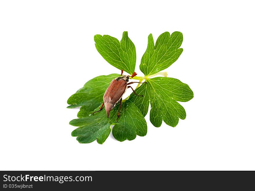 Chafer on the green leaf on white isolated background. Chafer on the green leaf on white isolated background