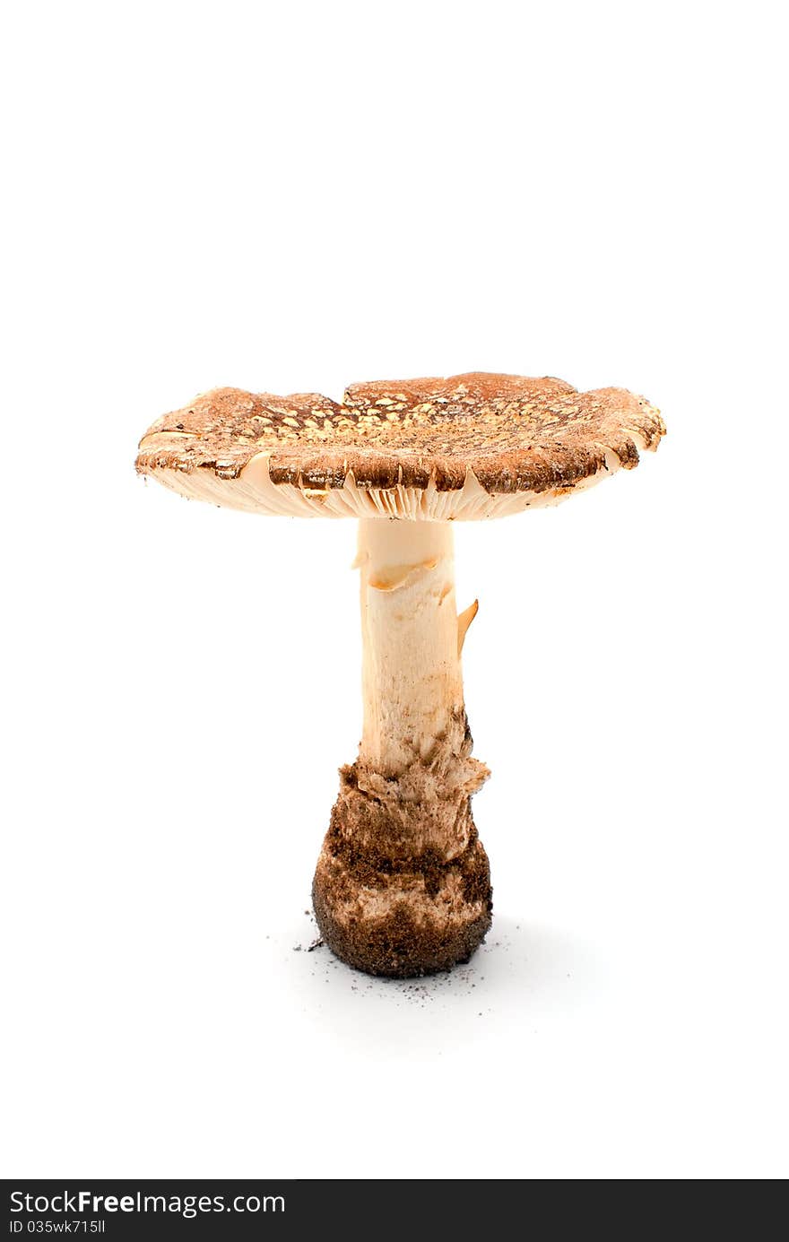 Amanita