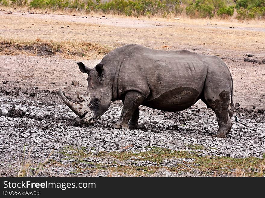 Single white rhinoceros enjoying a mud bath in the Kruger National Park, South Africa during the dry season. Single white rhinoceros enjoying a mud bath in the Kruger National Park, South Africa during the dry season