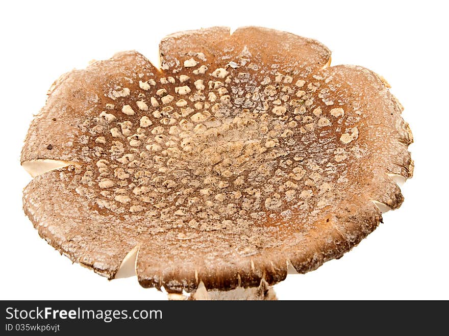 Brown cap mushroom on an isolated white background. Brown cap mushroom on an isolated white background