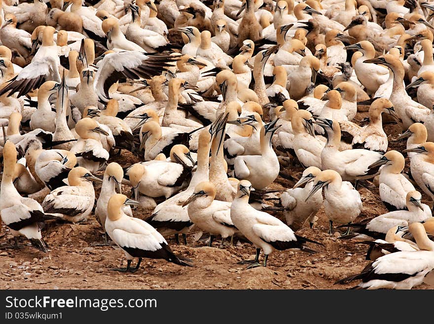 Colony of cape gannets at Lamberts Bay bird island, South Africa. Colony of cape gannets at Lamberts Bay bird island, South Africa