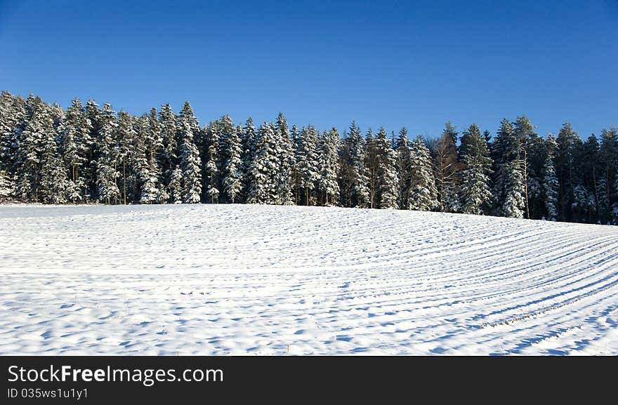 Trees and meadow under snow in the Black Forest