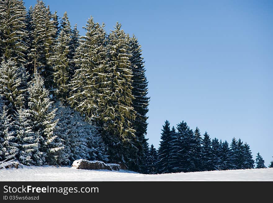 Winterly mood in Black Forest with trees and meadow. Winterly mood in Black Forest with trees and meadow