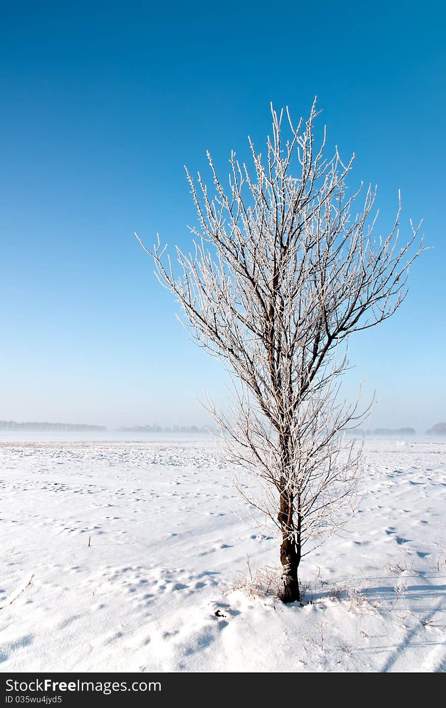 Lonely Tree