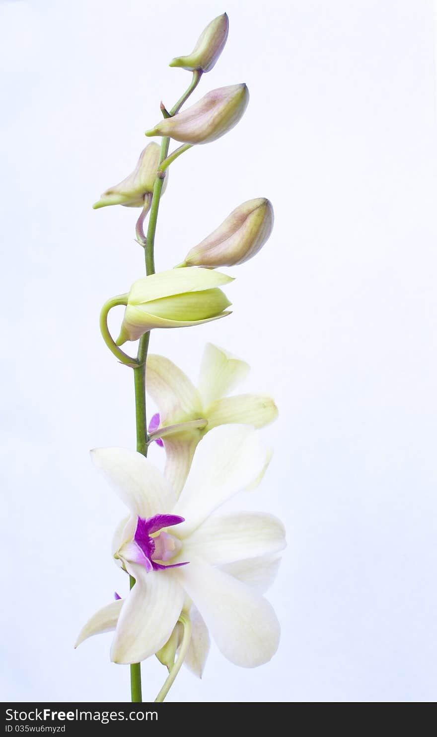 The orchids flower on white background