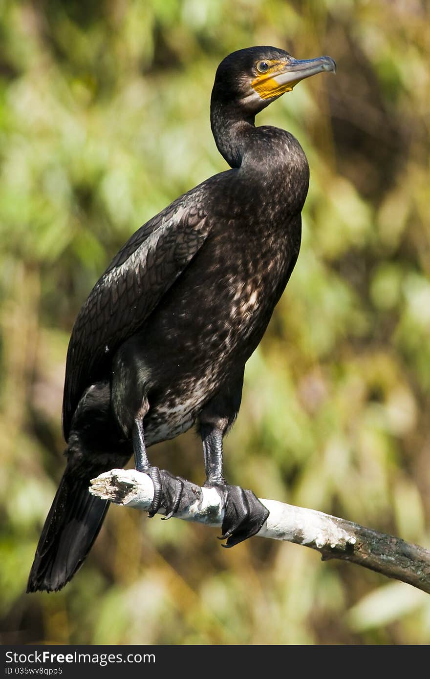 Great Cormorant