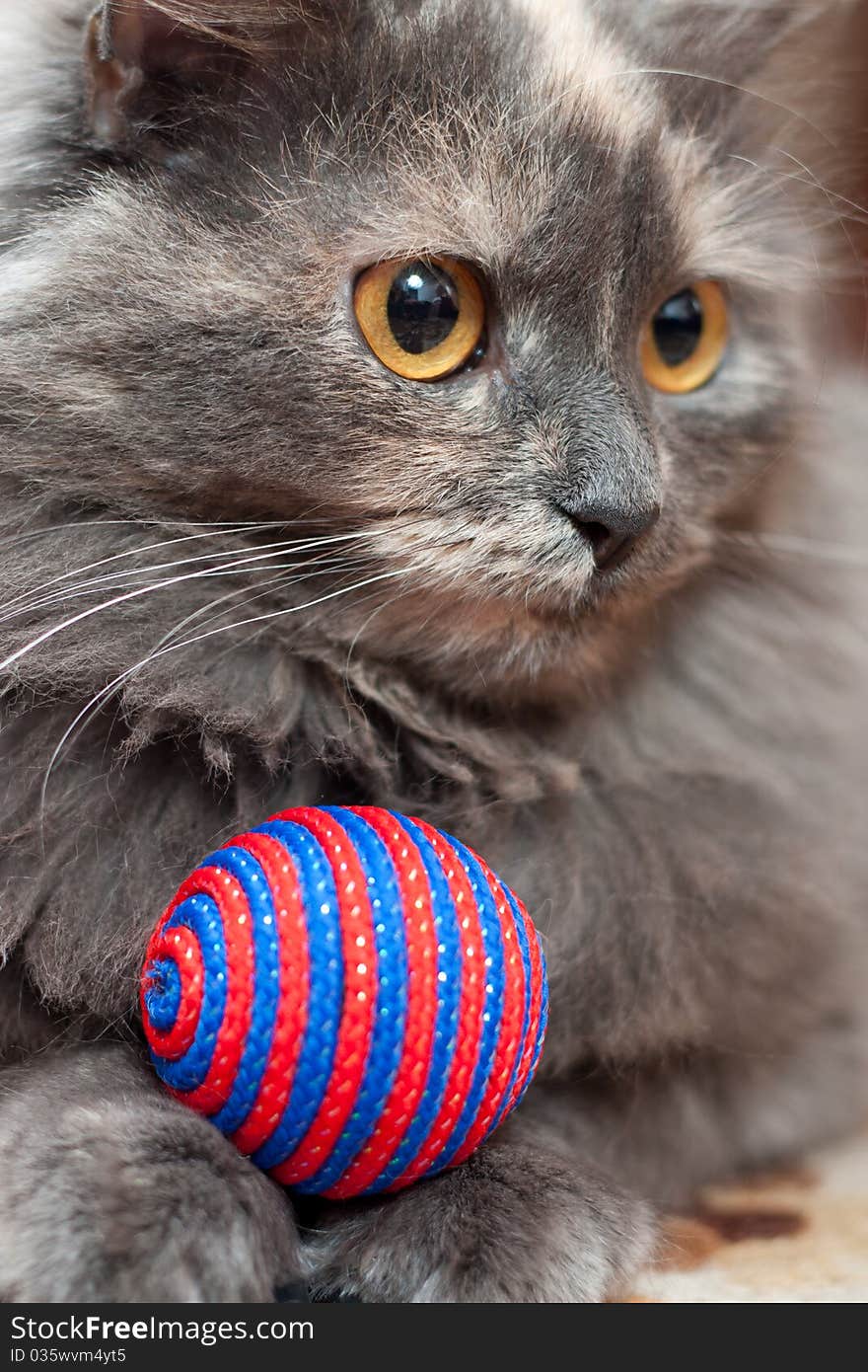 Grey cat with colorful ball. Grey cat with colorful ball