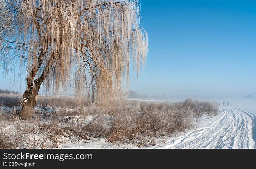 Winter landscape with fog, rural road and hoarfrost on the willow tree. Winter landscape with fog, rural road and hoarfrost on the willow tree