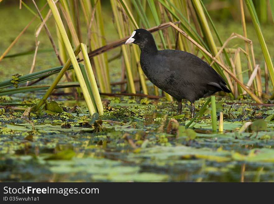 Common Coot