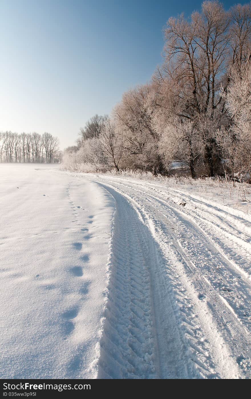 Broad trodden road goes in the winter forest. Broad trodden road goes in the winter forest