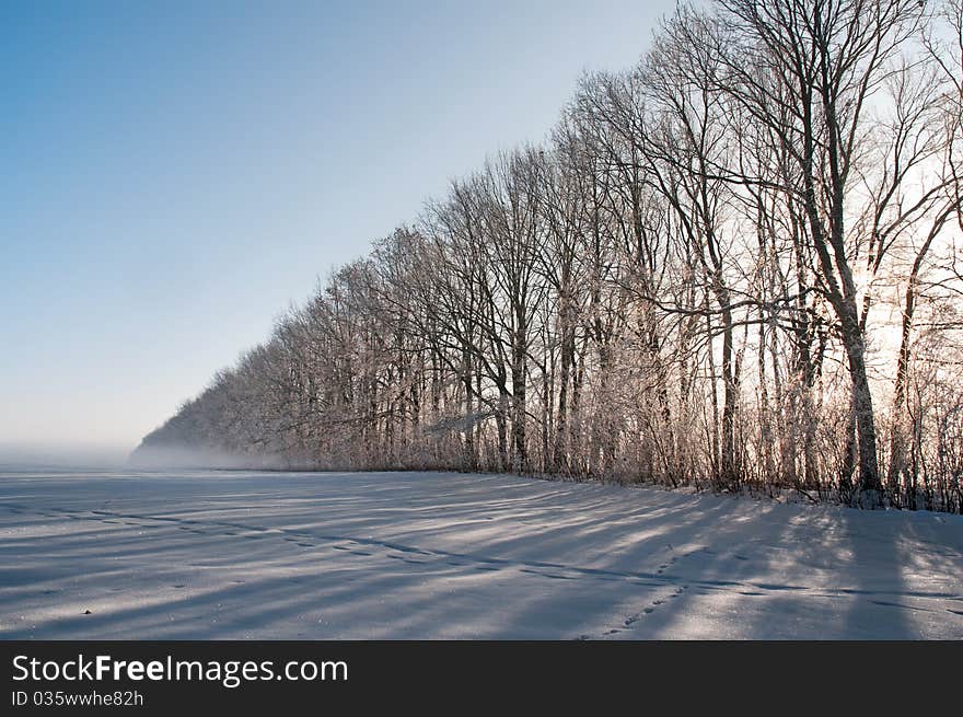 Sun shines through the row of tall naked trees. Sun shines through the row of tall naked trees