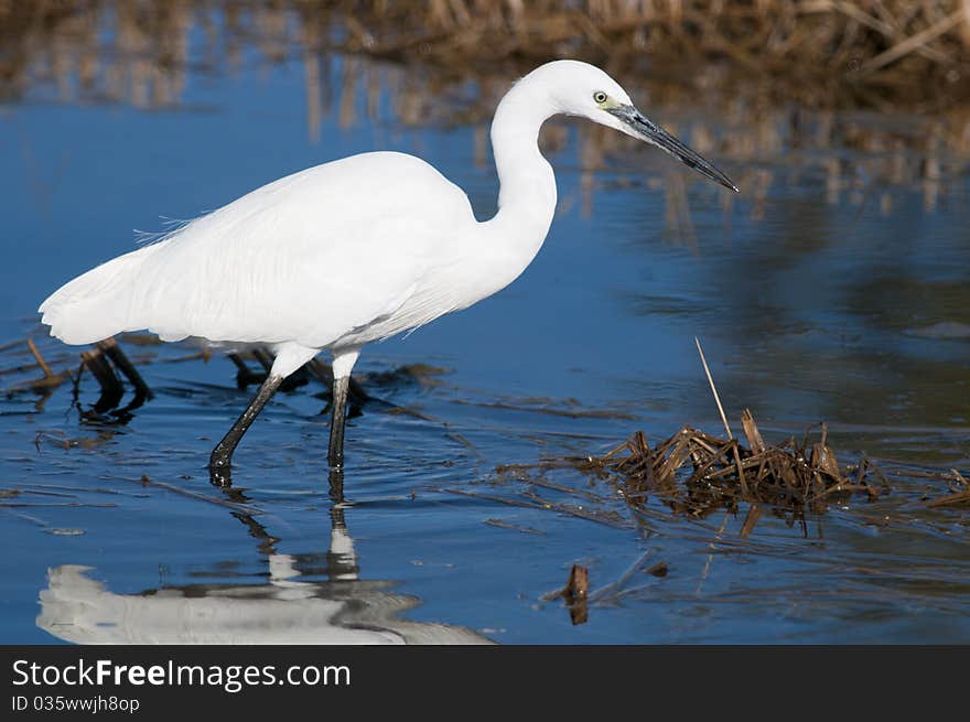 Little Egret in water