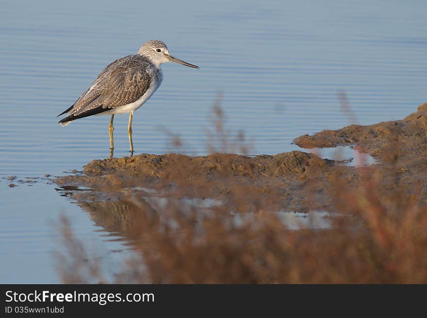 Greenshank (Tringa nebularia)