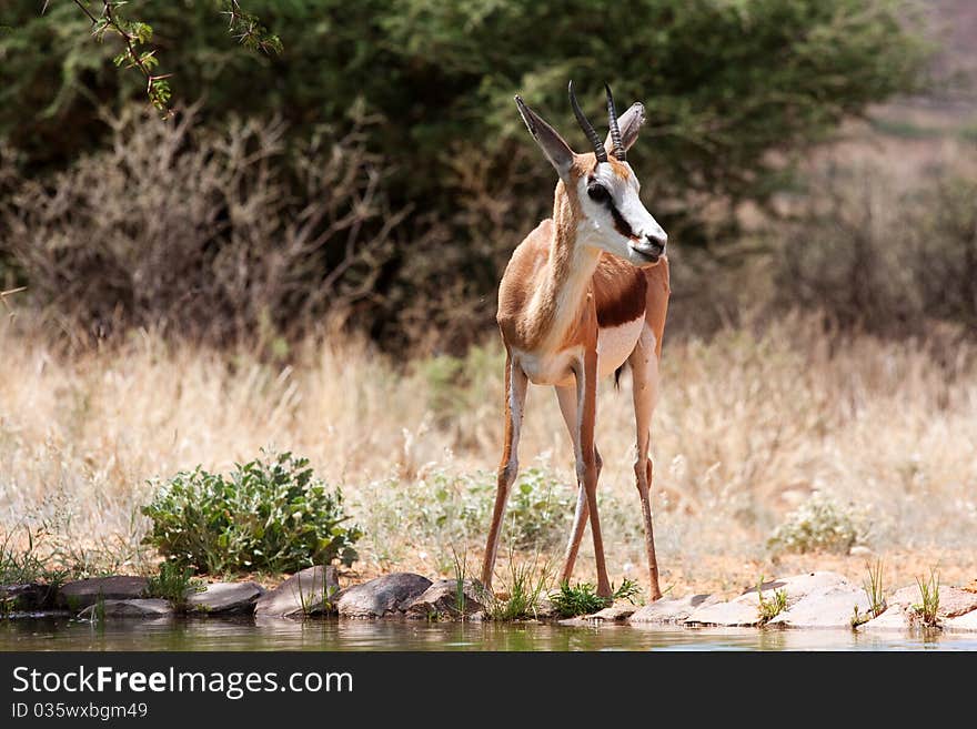 Springbok gazelle endemic to South Africa, and this country's national antelope. Springbok gazelle endemic to South Africa, and this country's national antelope