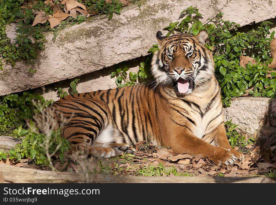 Tiger Resting