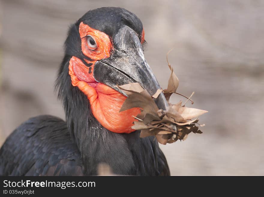 Cafer or Southern Ground Hornbill Portrait