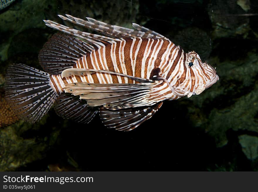 Volitan Lionfish (Pterois volitans)