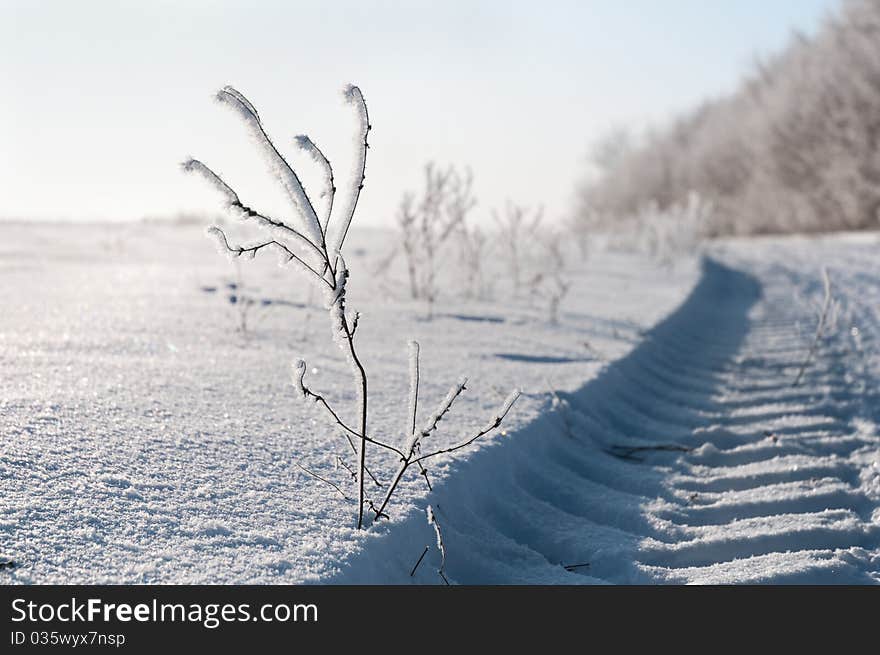 Frozen branch