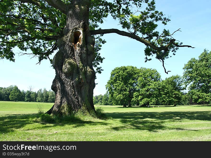 Old tree on a golf course