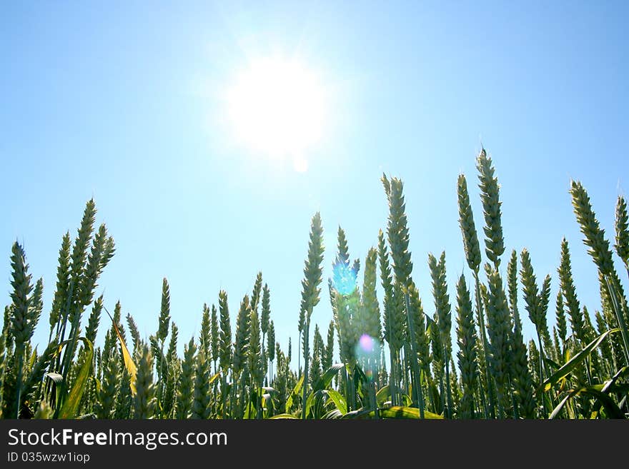 Cornfield