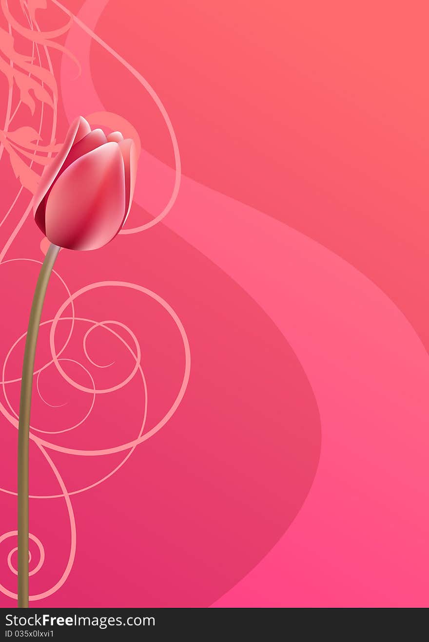 Pink vertical swirl background with red tulip. Pink vertical swirl background with red tulip