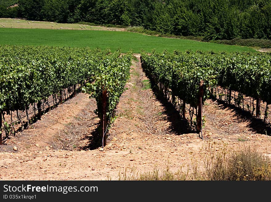 Vineyards in the cederberg mountains of south africa grown to make wine