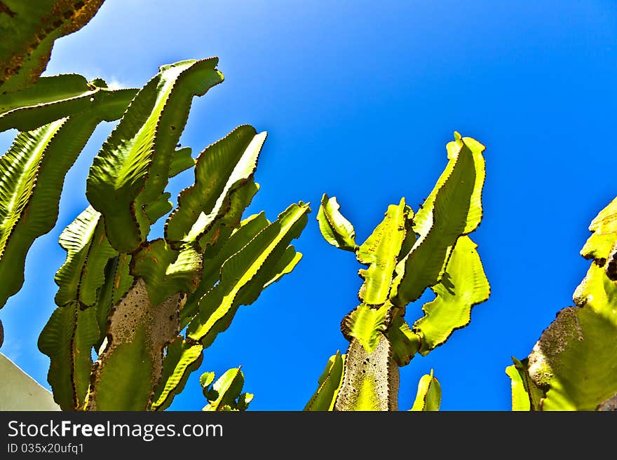 Cactus with clear blue sky. Cactus with clear blue sky