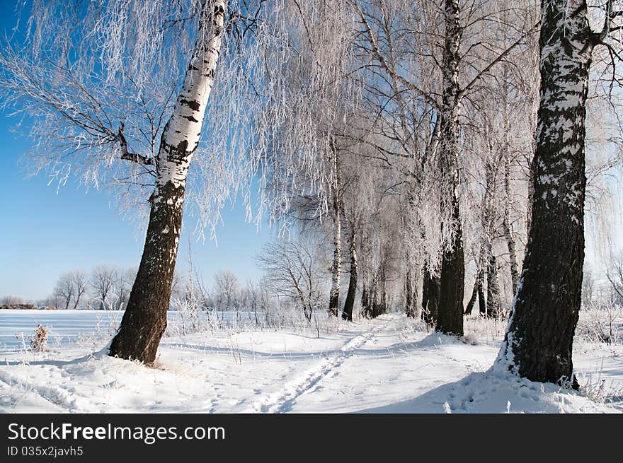 The birches which grow in two rows are covered with hoarfrost. The birches which grow in two rows are covered with hoarfrost