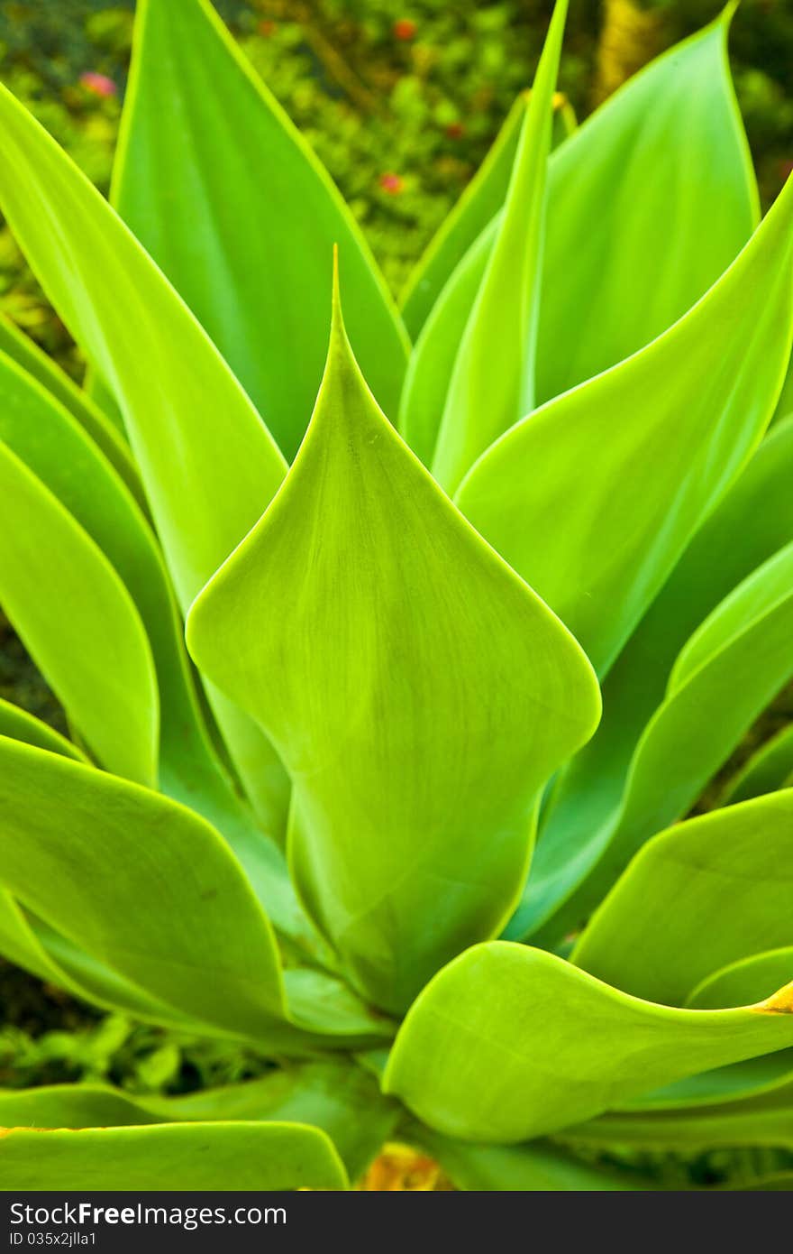 Agave plant in natural sunlight. Agave plant in natural sunlight