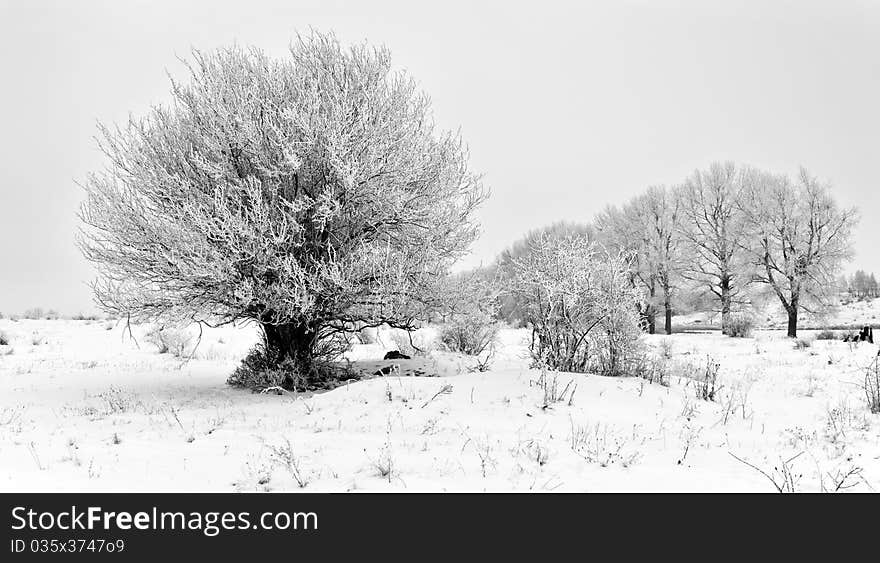 The lonely tree covered with hoarfrost grows on a meadow. The lonely tree covered with hoarfrost grows on a meadow