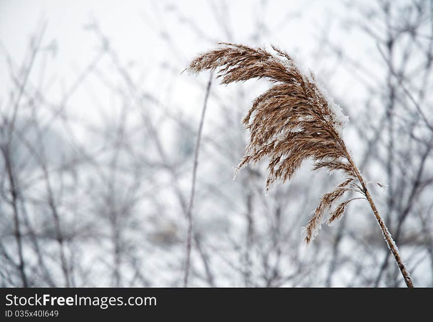 The reed on the bank of lake is covered with hoarfrost in cloudy weather. The reed on the bank of lake is covered with hoarfrost in cloudy weather