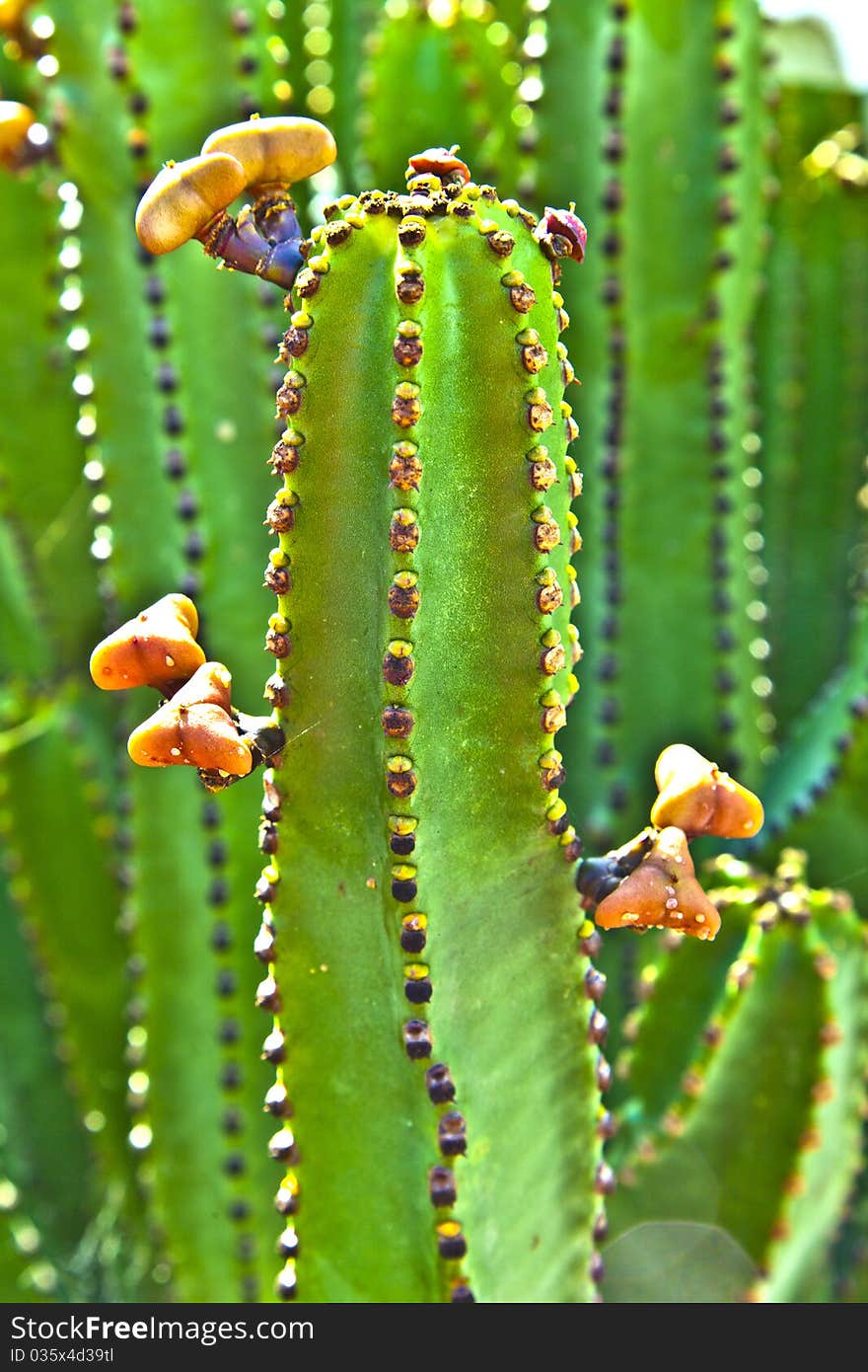 Detail of large outdoor cactus. Detail of large outdoor cactus