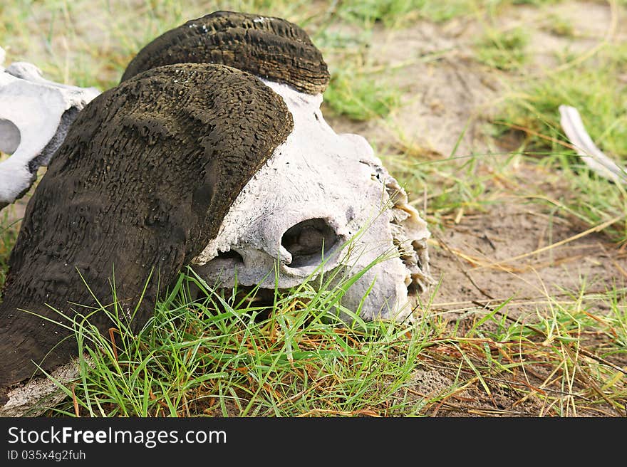 Buffalo skull