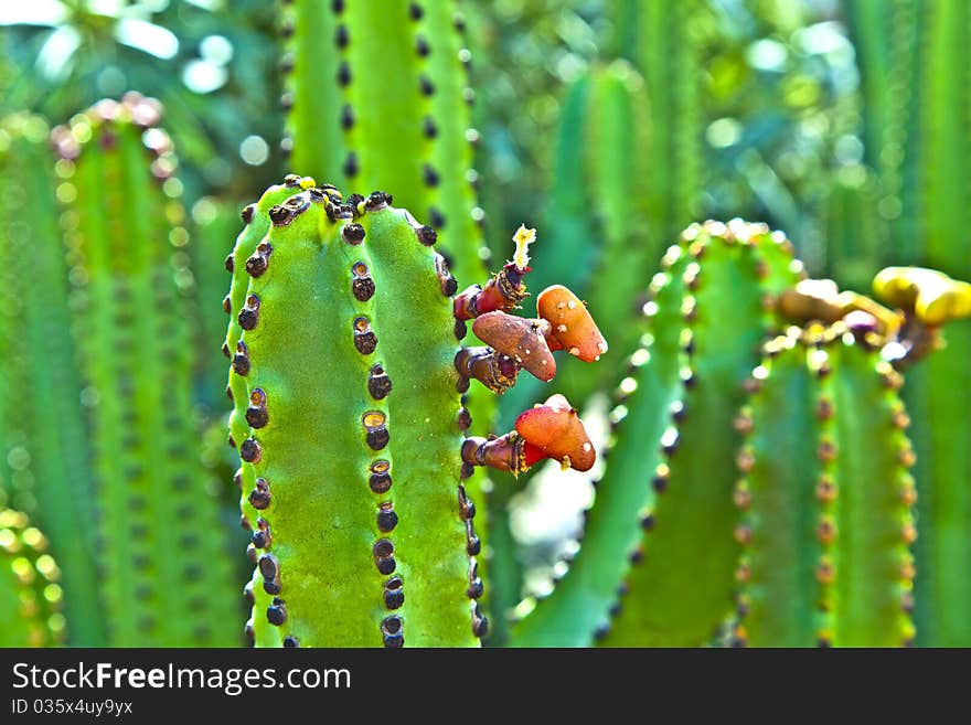 Detail of large outdoor cactus. Detail of large outdoor cactus