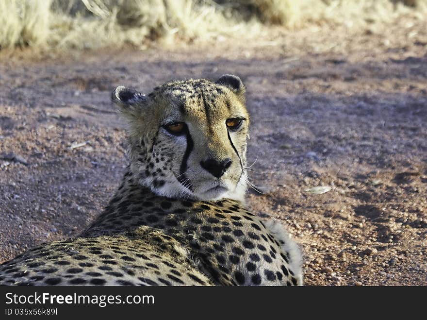 Chettah resting in the shadow, Namibia. Chettah resting in the shadow, Namibia