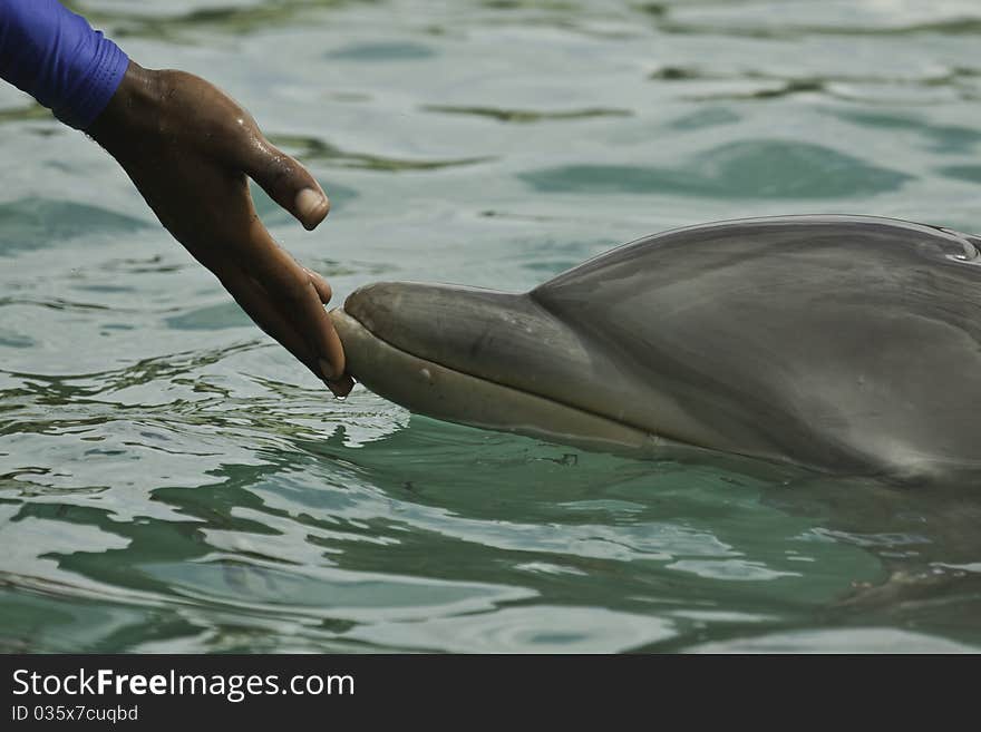 Bottlenose dolphin