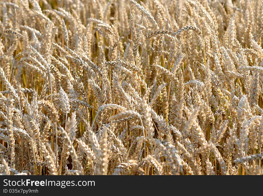 Yellow grain in a farm field