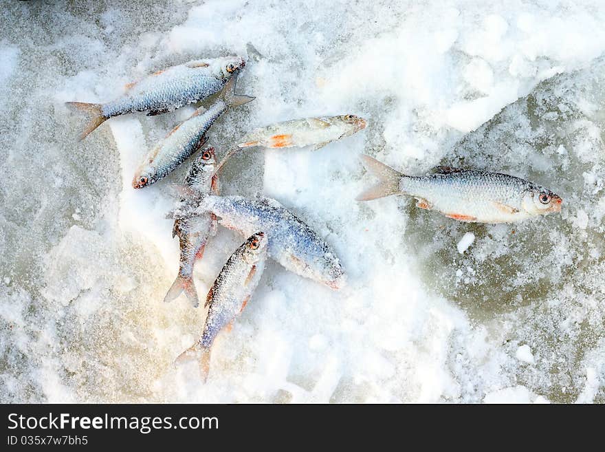 Freshly Caught Fish On The Snow