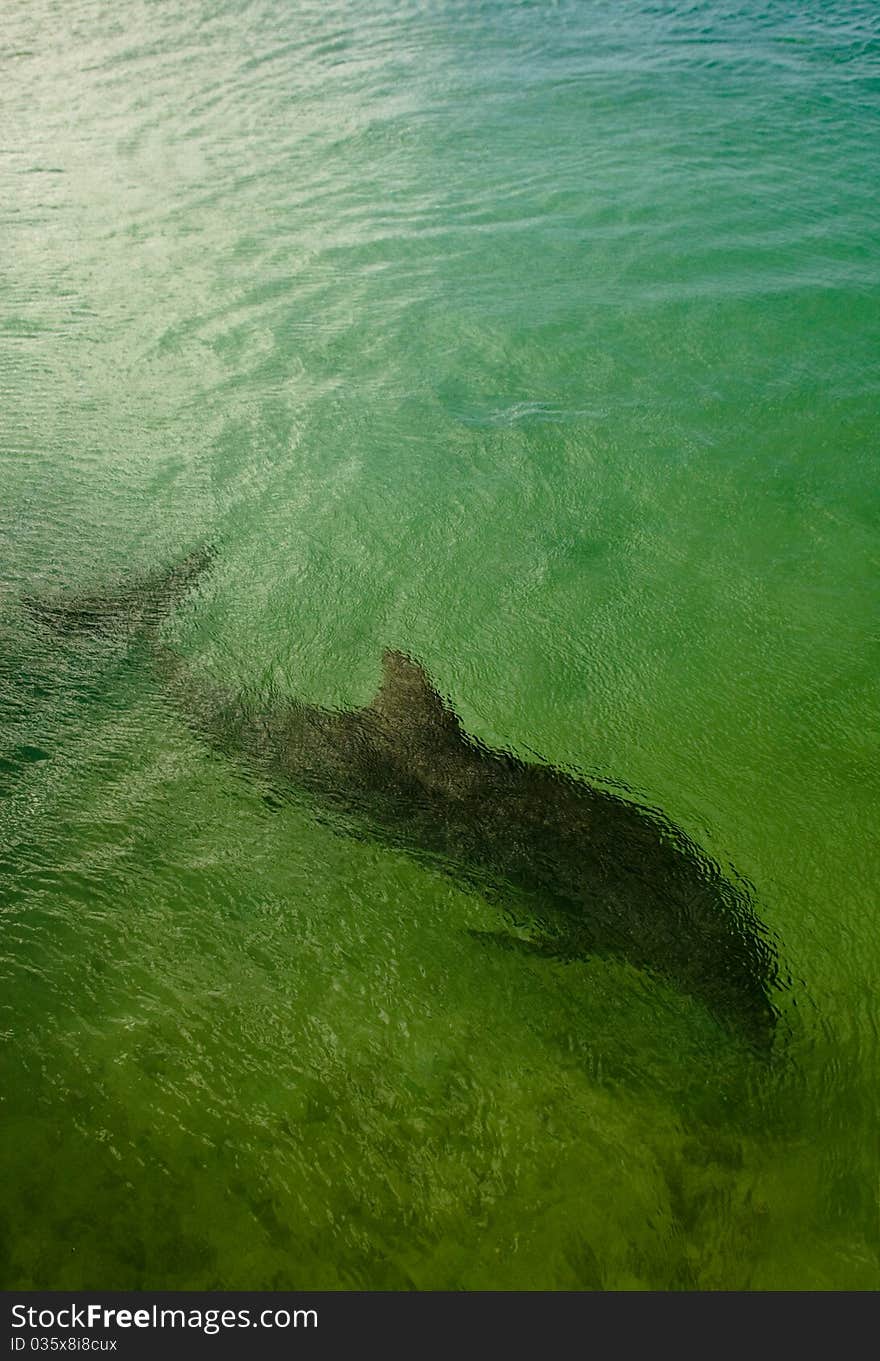 Shape of a dolphin under the sea water. Room for text.