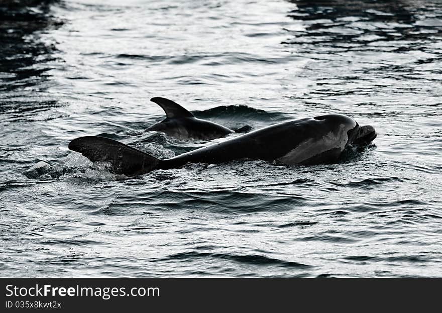 Mother And Baby Dolphins