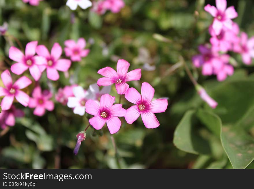 Pink Windowbox Woodsorrel (Red Oxalis Rubra)