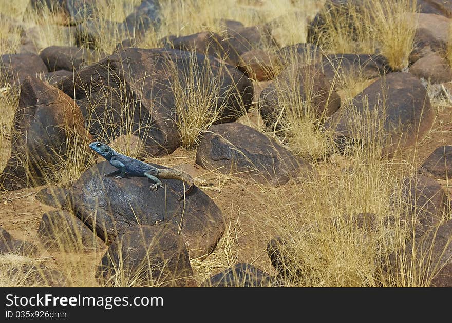 Landscape With Lizard (agama)