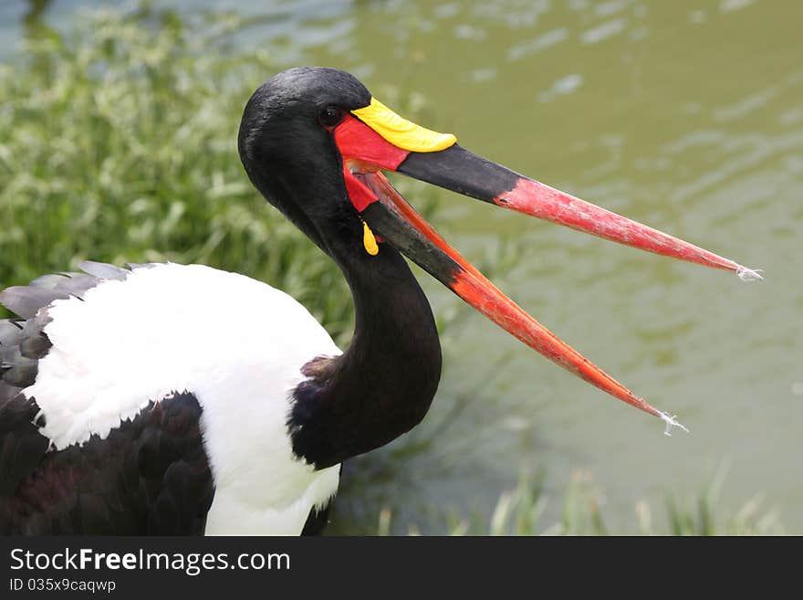 The Saddle Billed Stork (Ephippiorhynchus Senegalensis) close up