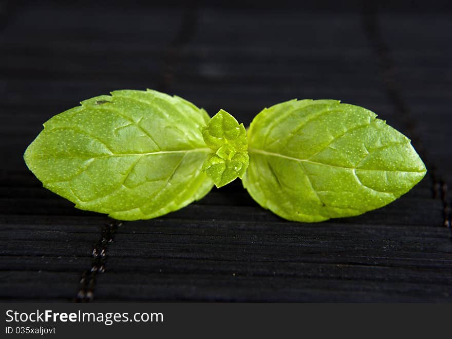 Green plant on black background