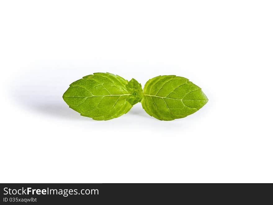 Green plant on white background