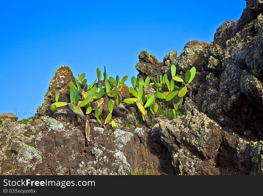 Detail Of Large Cactus