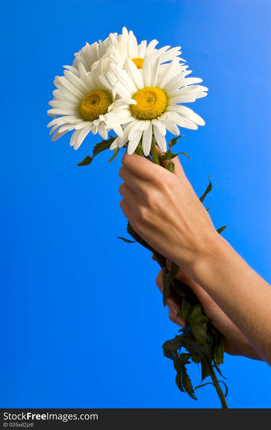 Camomile in hand for greeting card