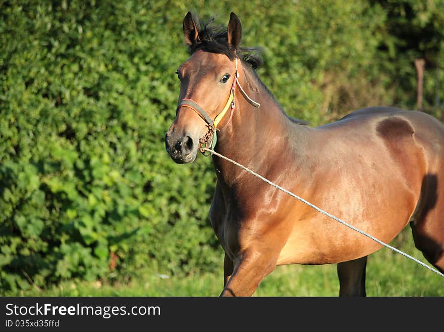 Brown horse on green grass