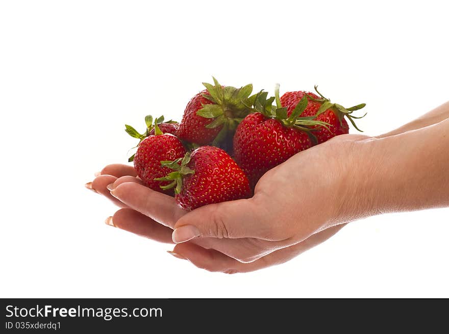 Large strawberry in girl hands isolated on white. Large strawberry in girl hands isolated on white